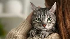 Wie Katzen uns hören und sehen: Eine Simulation, die ab der ersten Sekunde überrascht