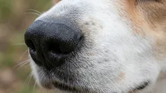 Diese Hunderasse lässt sich am leichtesten erziehen: Experten nennen sie den treuesten Freund