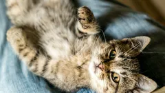 Warum Katzen Knie so anziehend finden: Wärme, Sicherheit oder Gewohnheit?