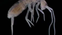 Fast 2 Kilometer unter der Oberfläche: Welches Landtier lebt am tiefsten?