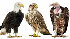 Teste deine Gehirnleistung: Kannst du diese Greifvögel in 30 Sekunden benennen?