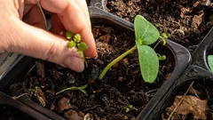 Was man im März unbedingt für Setzlinge aussäen sollte: Erfahrene Hobbygärtner sind bereits am Werk