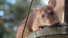 Kompost rattenfest machen: was du nicht reinwerfen solltest und was funktioniert