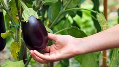 Warum pflanzen erfahrene Gärtner eine Aubergine beim Gewächshauseingang – und wozu?