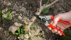 Diese Pflanzen sollten Sie im März immer schneiden – Gärtner nennen 10 Arten