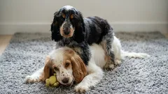 Fotos von vierbeinigen Freunden: Lieblingshunde spielen nach dem Spaziergang